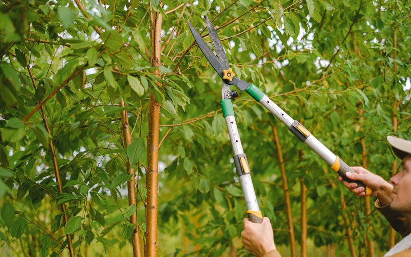 Tree trimming in Sandyville, WV