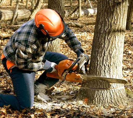 Tree Removal in Sandyville, WV